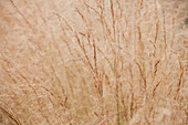 Stipa tenuissima 'Ponytails'