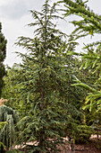 Cedrus brevifolia