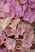 Hydrangea macrophylla 'Magical Revolution'®, rosa