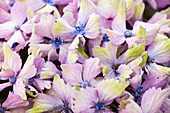 Hydrangea macrophylla 'Magical Amethyst'®