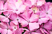 Hydrangea macrophylla, rosa