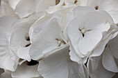 Hydrangea macrophylla, weiß