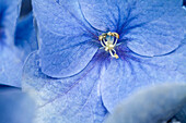 Hydrangea macrophylla, blau