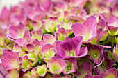 Hydrangea 'Magical'® Four Seasons