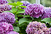 Hydrangea macrophylla