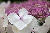 Hydrangea macrophylla, weiße Tellerblüten
