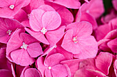 Hydrangea macrophylla, red