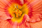 Hemerocallis, orange