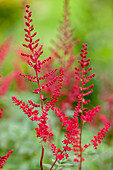 Astilbe x arendsii, rot