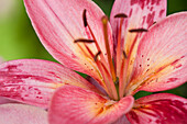 Lilium, rosa