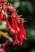 Fuchsia boliviana