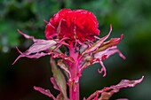 Celosia argentea