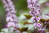 Ocimum basilicum