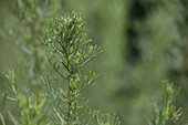 Artemisia alba