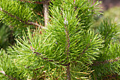 Pinus contorta 'Chief Joseph'