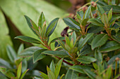Rhododendron Large-flowered hybrid 'Robert Seleger