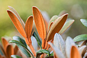 Rhododendron bureavii 'Hydon Velvet'