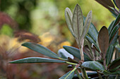 Rhododendron rex x yakushimanum x calophytum