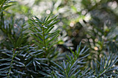 Taxus baccata 'Fastigiata Robusta'