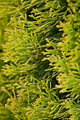 Thuja occidentalis 'Golden Emerald