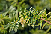 Taxus baccata 'Ivory Tower'