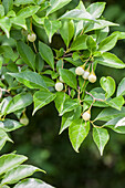 Styrax japonicus