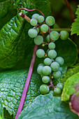 Vitis amurensis