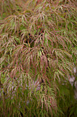 Acer palmatum Dissectum