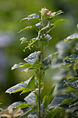 Acer rufinerve 'Wintergold' (Wintergold)