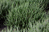 Calluna vulgaris 'Anette'