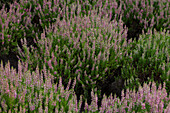 Calluna vulgaris 'Disco Queen'