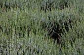 Calluna vulgaris Stefanie