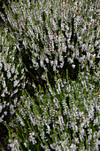 Calluna vulgaris 'Stefanie'