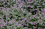 Calluna vulgaris 'Dirry'