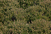 Erica carnea 'Mojave'