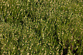 Erica carnea 'Rosantha'