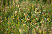 Erica carnea 'Winter Joy'