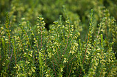 Erica x darleyensis 'Darley Dale'