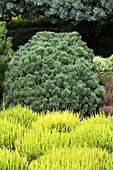Calluna vulgaris, Pinus