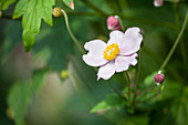 Anemone japonica, pink