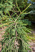 Picea abies 'Frohburg'