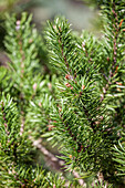 Pinus banksiana 'Arktis'