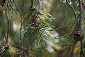 Pinus contorta 'Pendula'