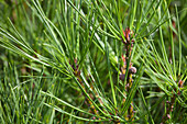 Pinus densiflora 'Alice Verkade'