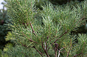 Pinus densiflora 'Oculus-Draconis'