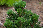 Pinus heldreichii 'Malinki