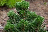 Pinus heldreichii 'Malinki'