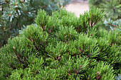 Pinus heldreichii 'Schmidtii'