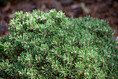 Pinus mugo 'Almhütte' (Alpine hut)