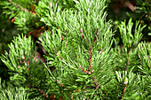 Pinus mugo 'Carsten´s Wintergold'